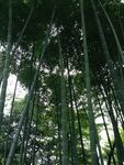 竹林