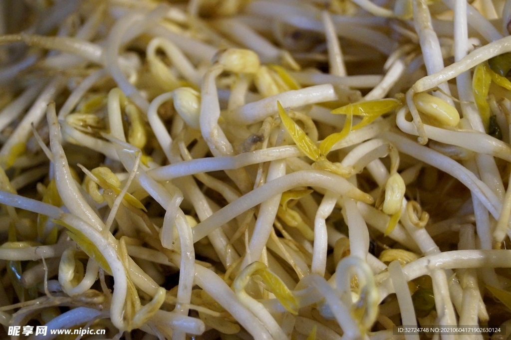 豆芽