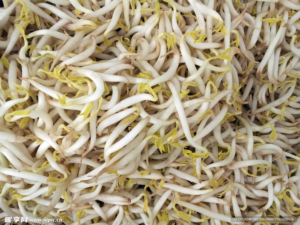 豆芽