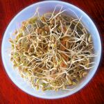 豆芽