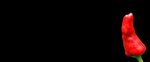 辣椒