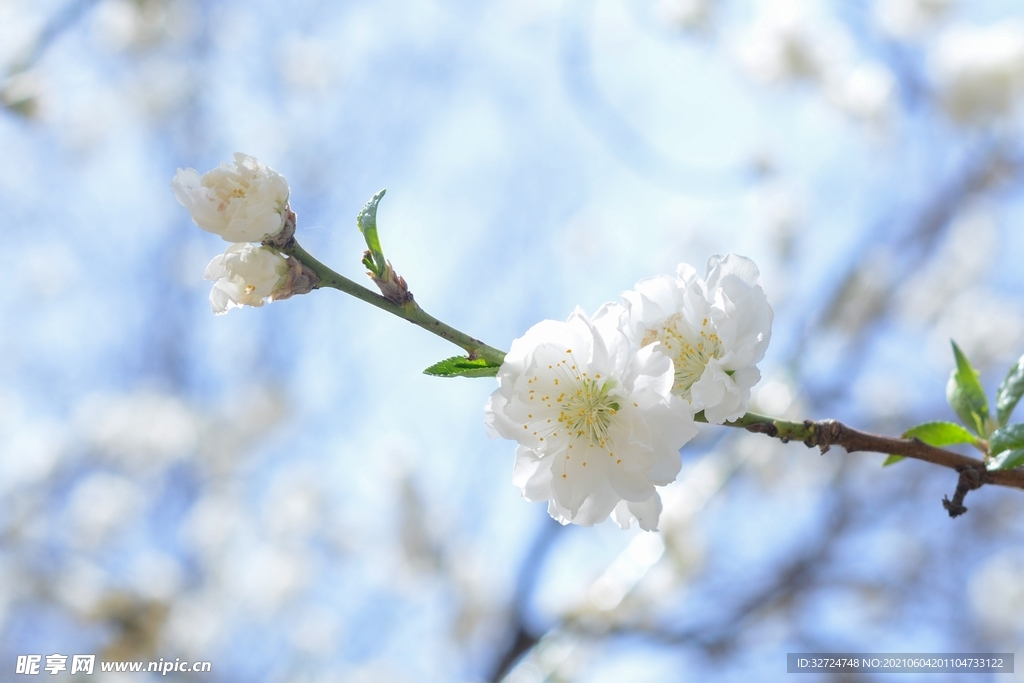 梨花