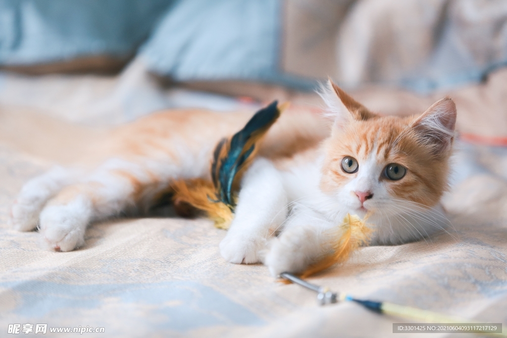 小猫 