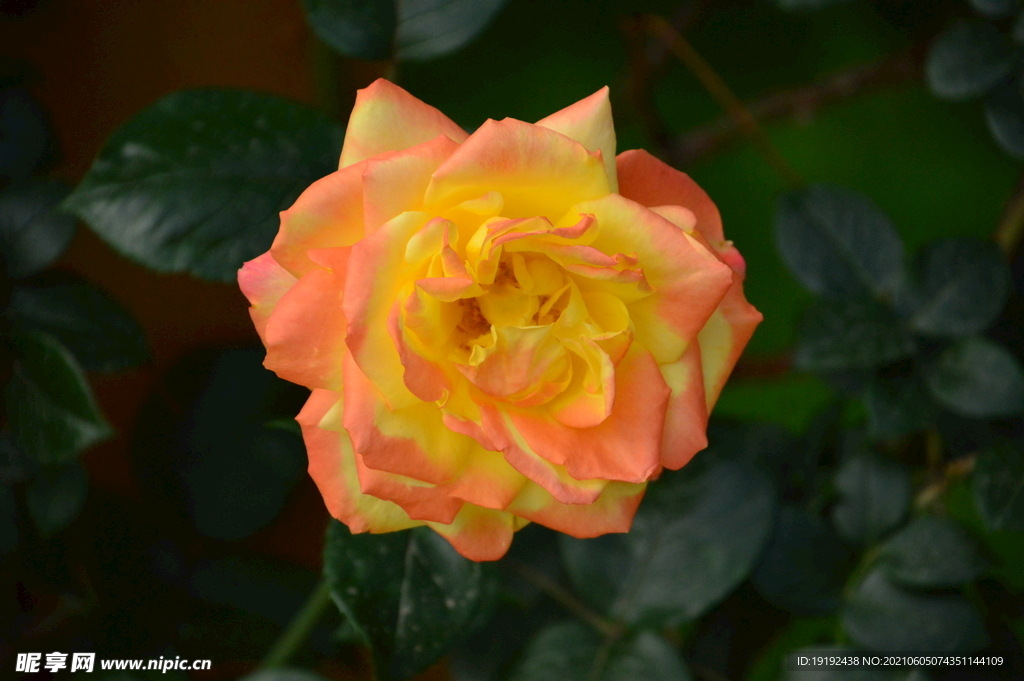 月季花