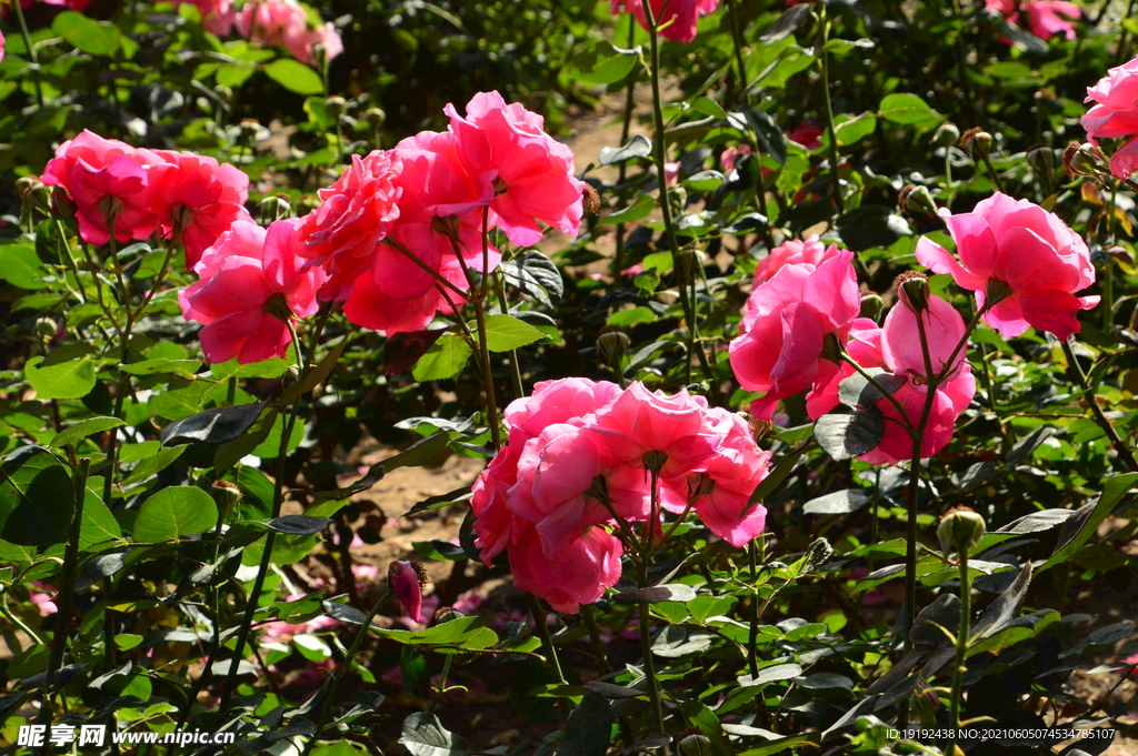 月季花 