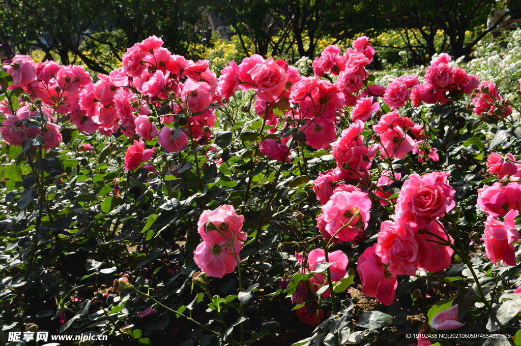 月季花
