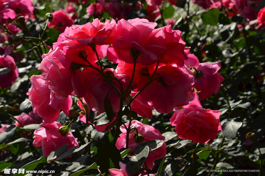 月季花 