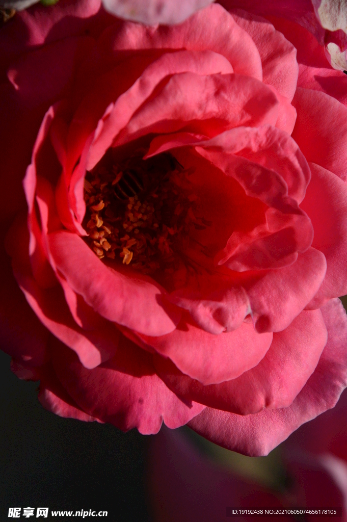 月季花