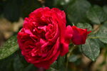 月季花