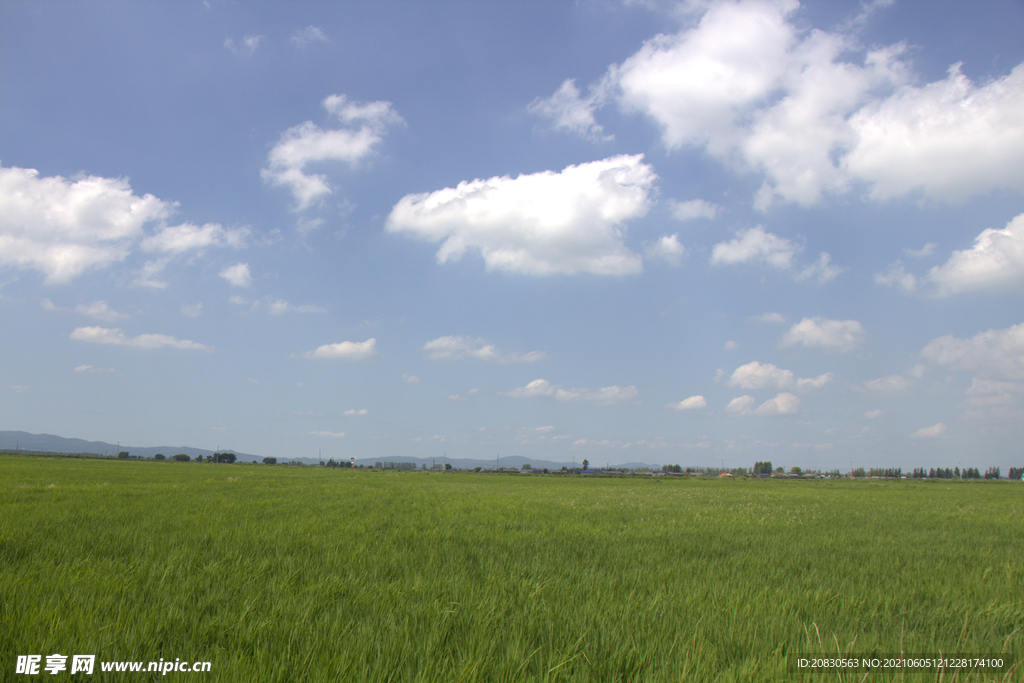 稻田