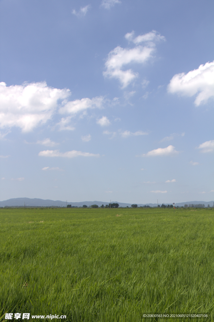 稻田