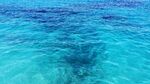 海洋