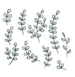植物图案