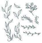 植物图案