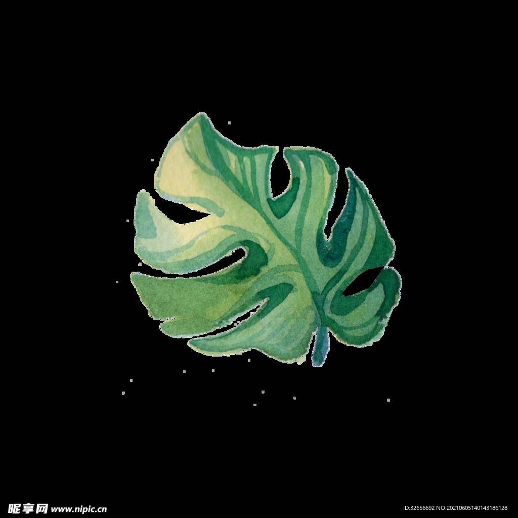 素材树叶叶子插图