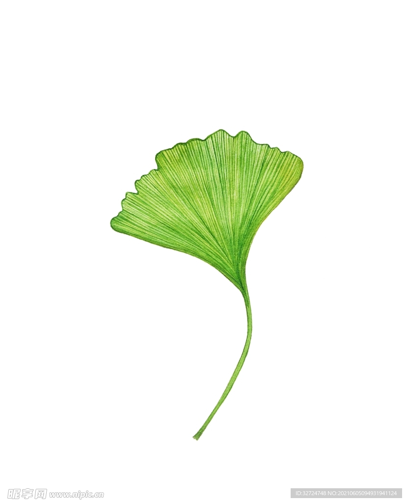 银杏
