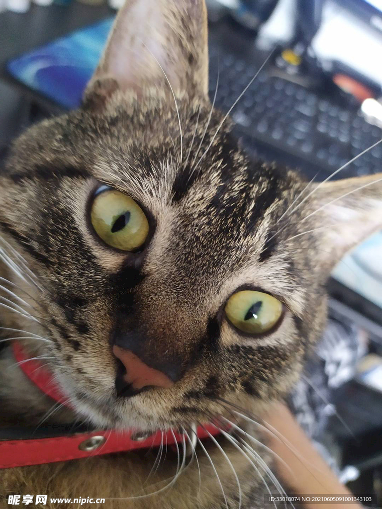 猫 