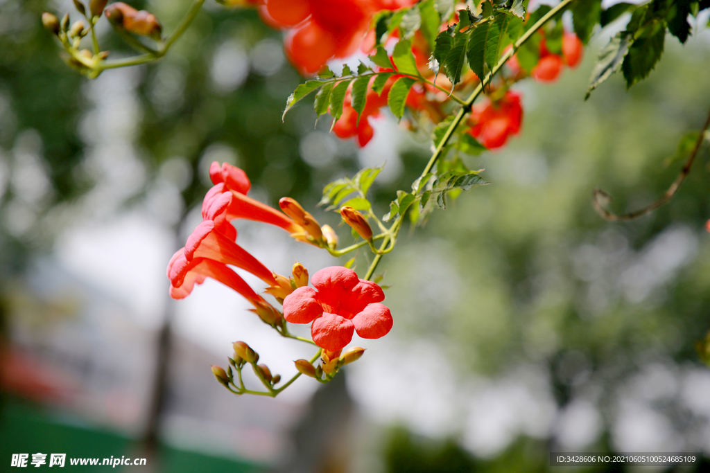 凌霄花 