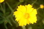 金鸡菊