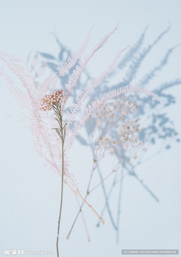 花卉