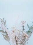 花卉