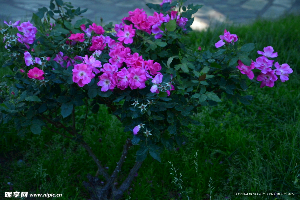 月季花 