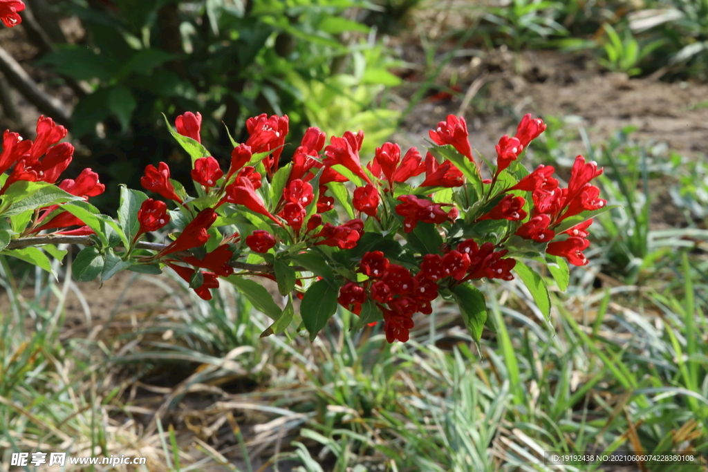 锦带花 