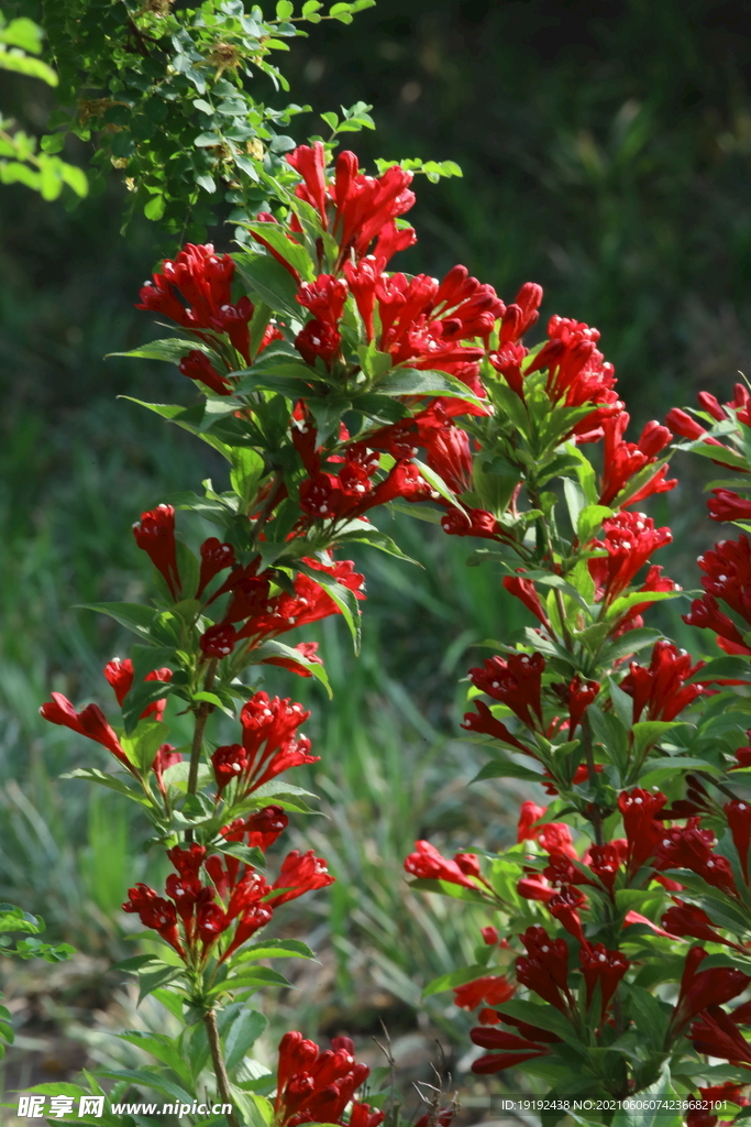 锦带花 