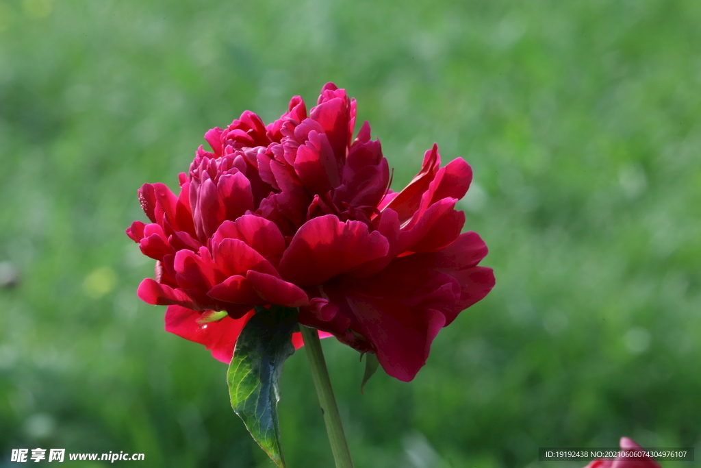 芍药花 