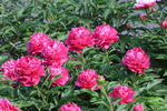芍药花