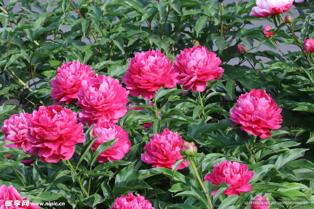芍药花