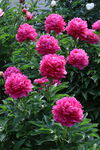 芍药花 