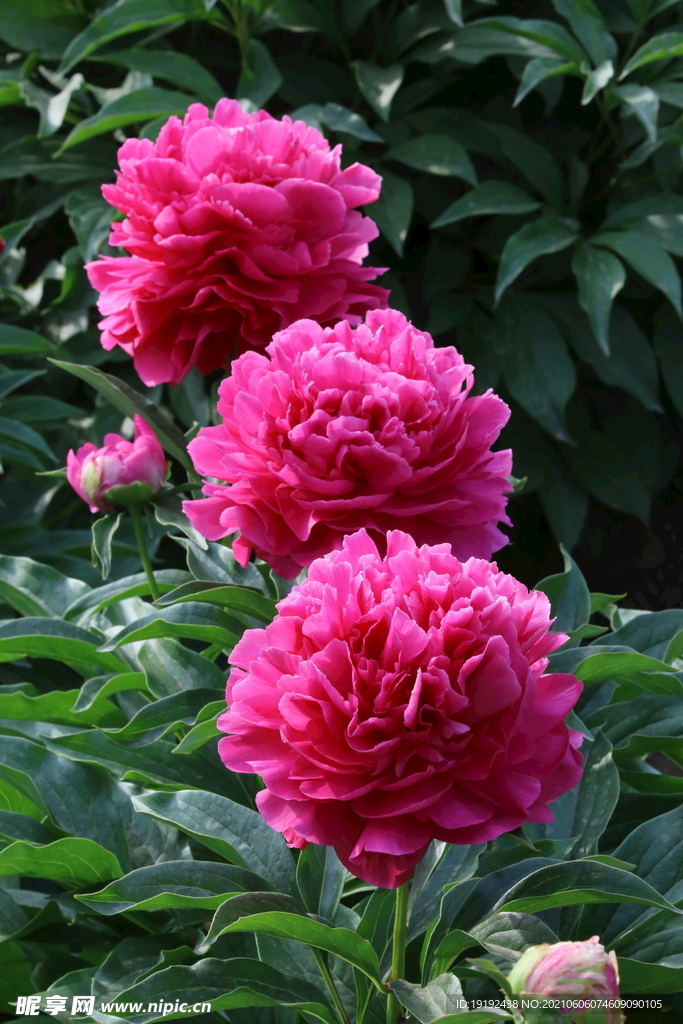 芍药花