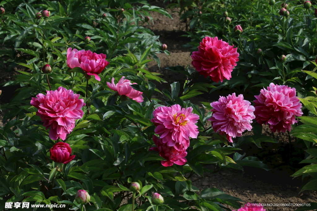 月季花
