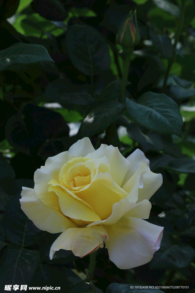 月季花 