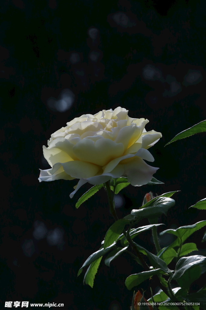 月季花
