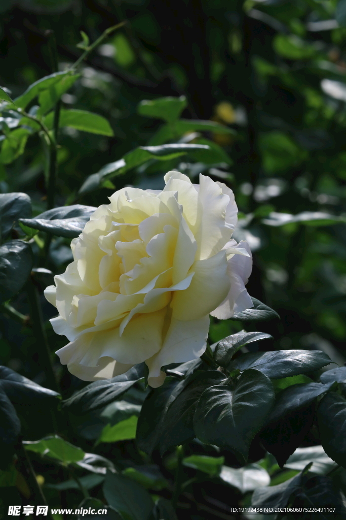 月季花