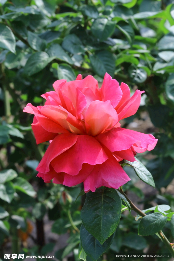 月季花 