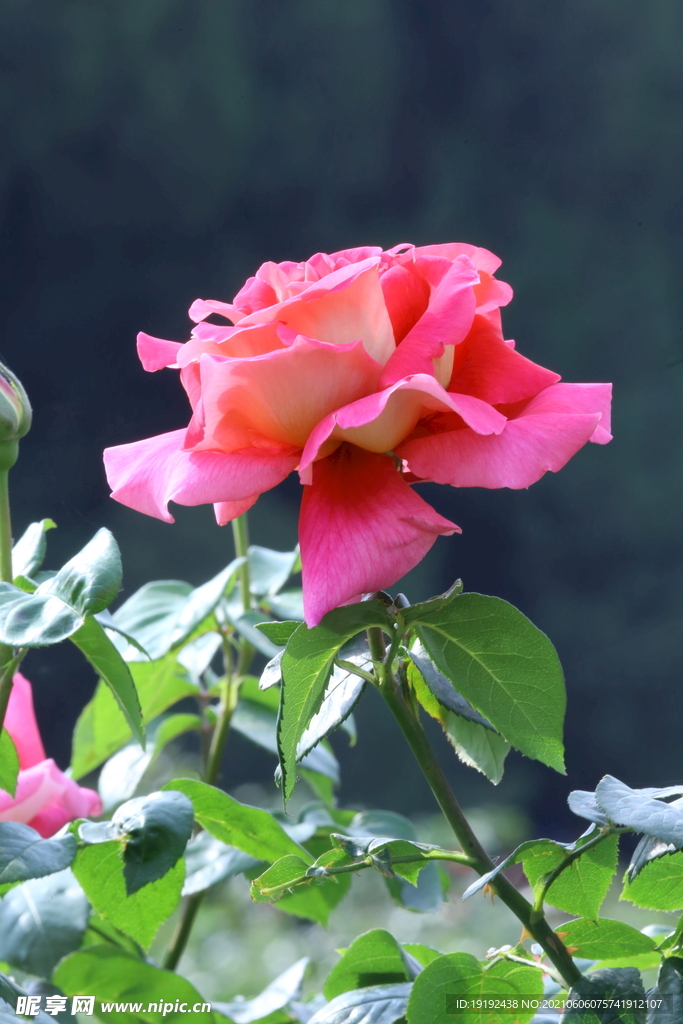 月季花 
