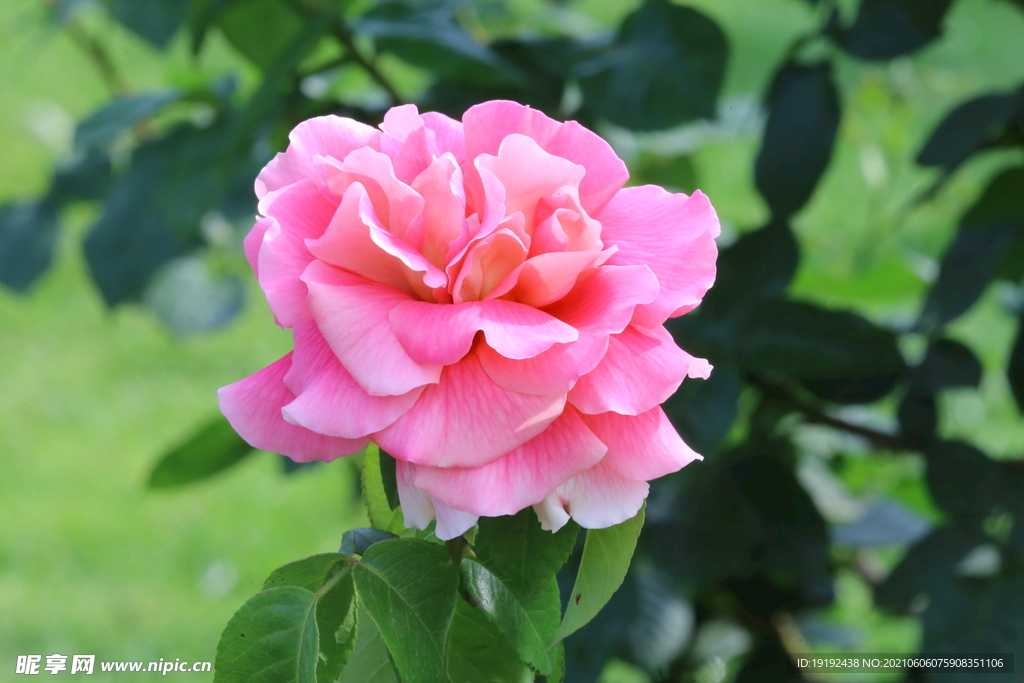 月季花