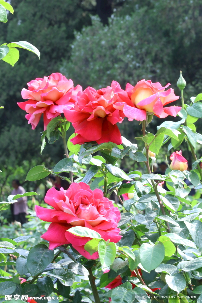 月季花