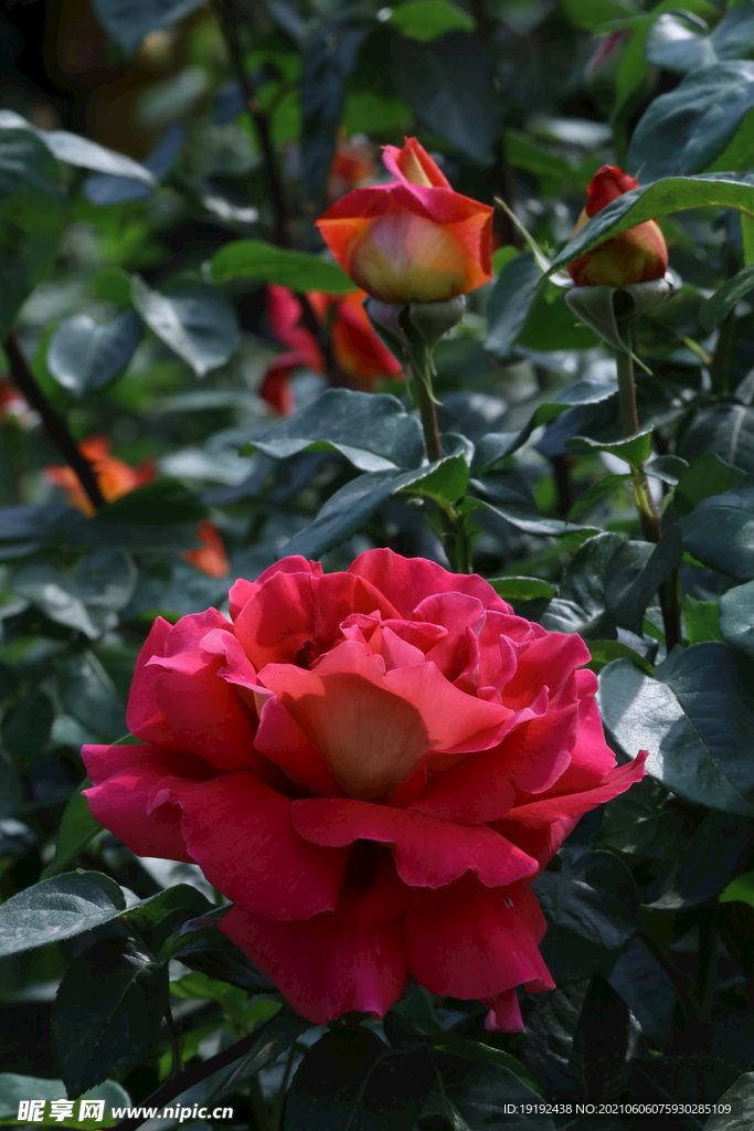 月季花