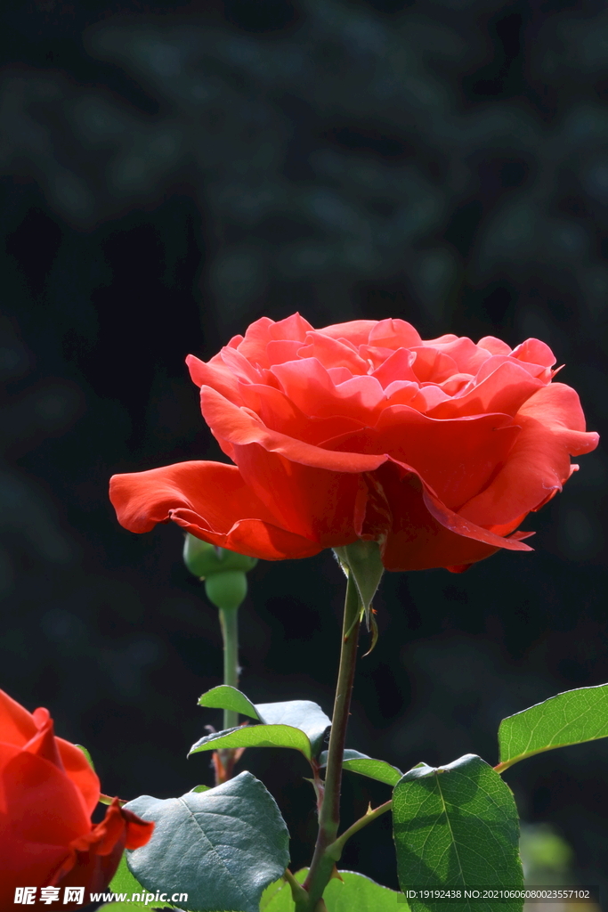 月季花 