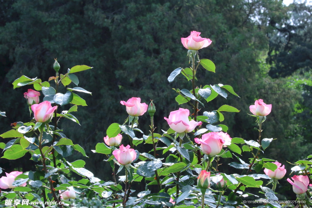 月季花 