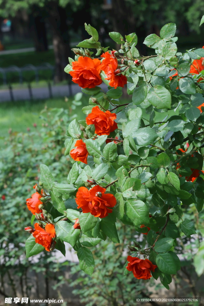 月季花 