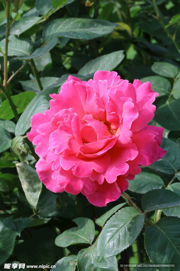 月季花 