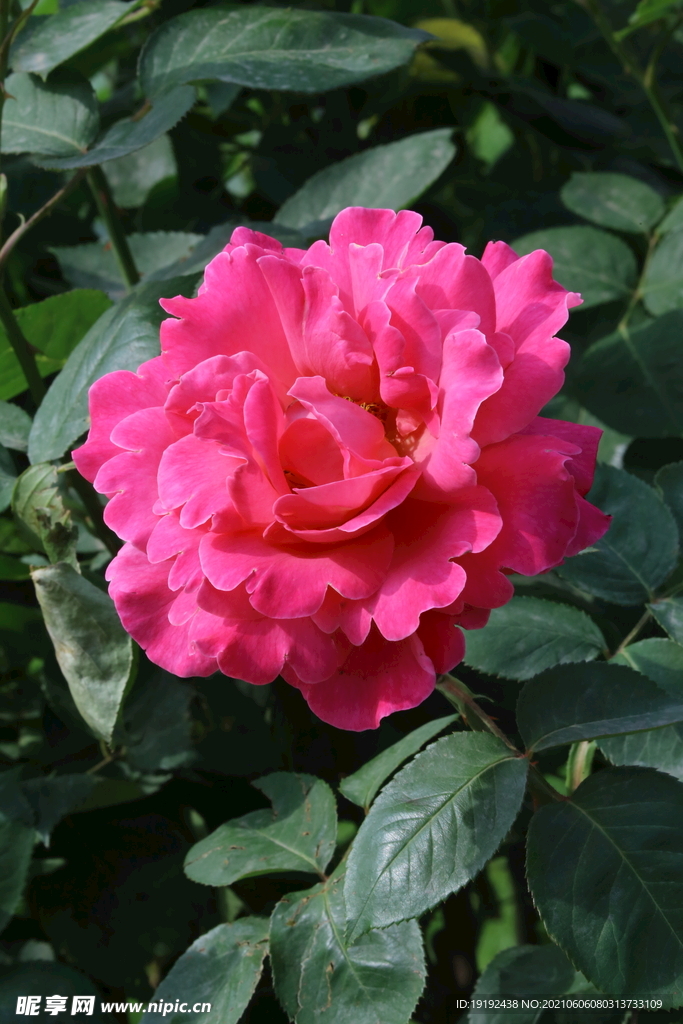 月季花 