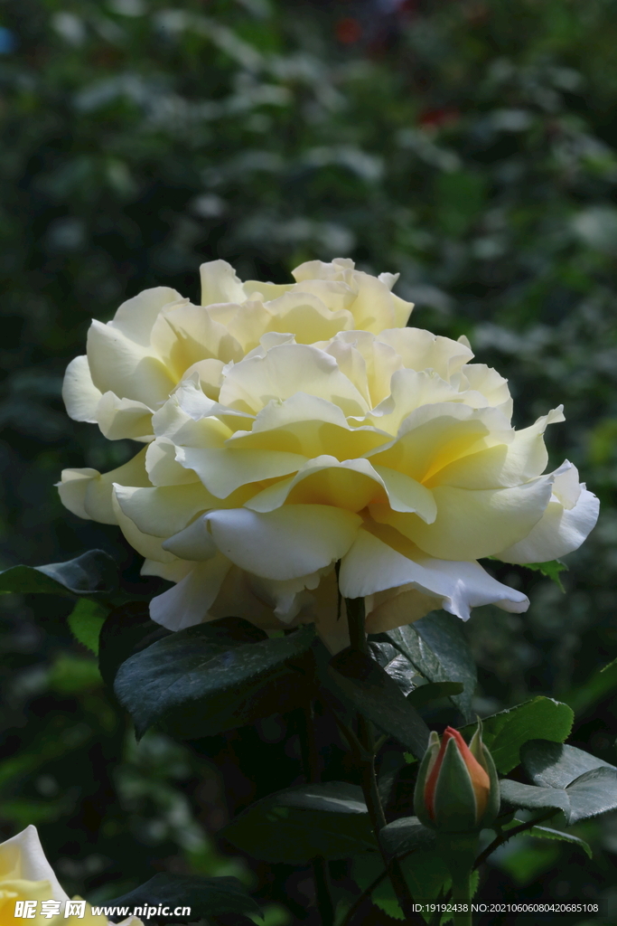 月季花