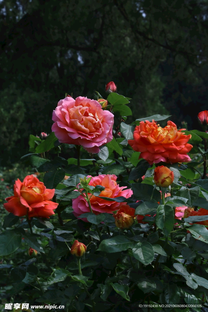 月季花