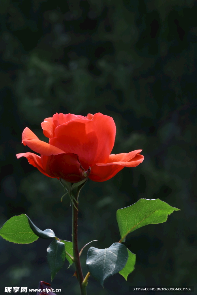 月季花 
